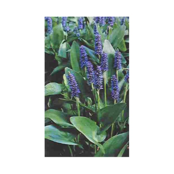 Pontederia cordata