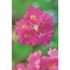 Primula Rosea ( Himalaya Primula ) 