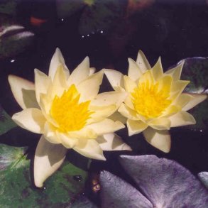 Nymphaeae Pygmaea Helvola / Mini 