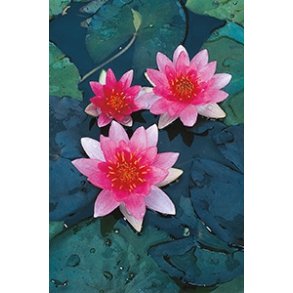 Nymphaeae Pygmaea Rubra / Mini 