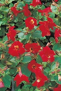 Rd Gjglerblomst /  Mimulus Bonfire Red