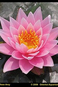 Vannlilje Nymphaeae Rose Arey