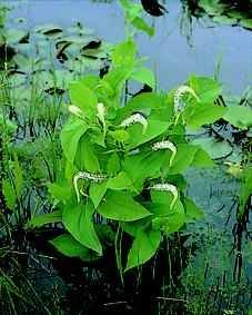 Sumpplante Saururus cernuus