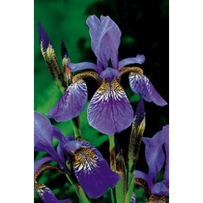 Sibiriris (Iris sibirica)