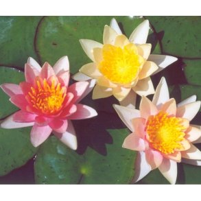Nymphaea Sioux 