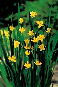 Kantplante Sisyrinchium californicum