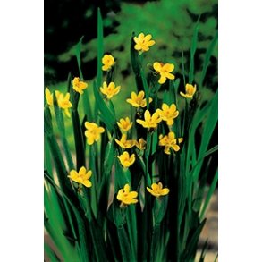 Sisyrinchium californicum