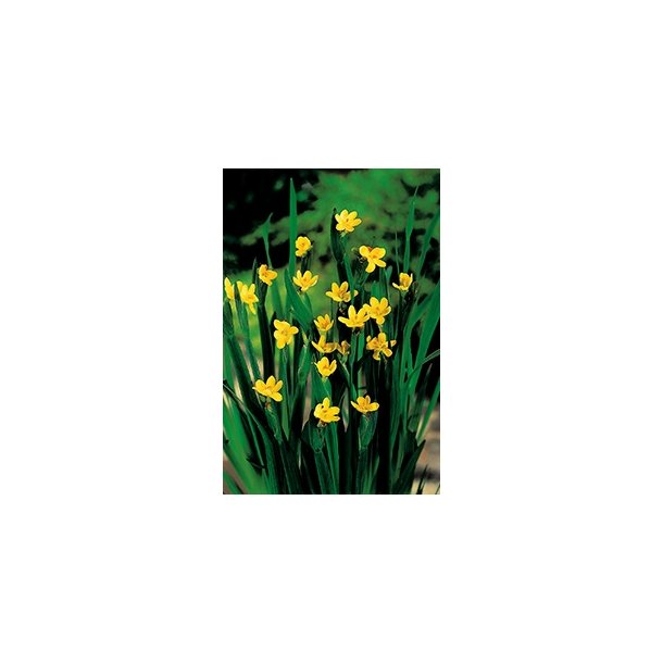 Sisyrinchium californicum