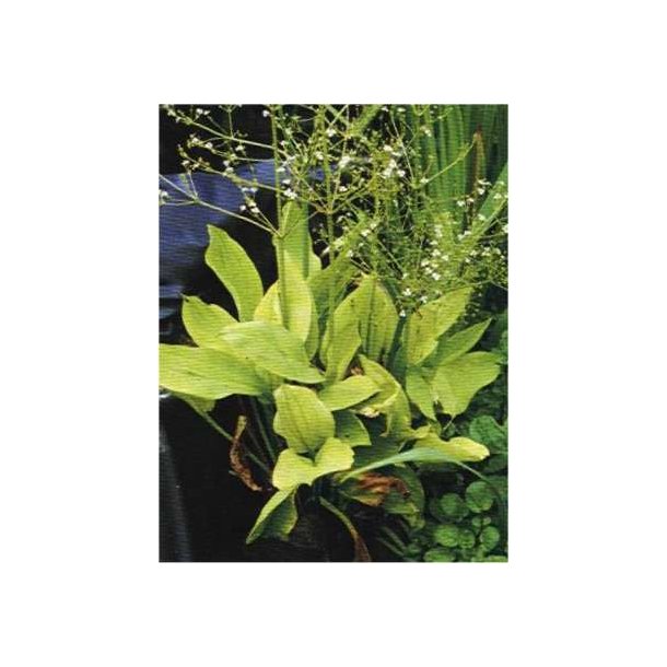 Skjeblad (Alisma plantago-aquati