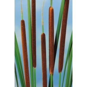 Smalbladet dunkjevle (Typha angustifolia)