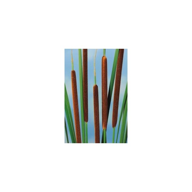 Smalbladet dunkjevle (Typha angustifolia)