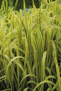 Sumplante Glyceria Maxima Variegata 