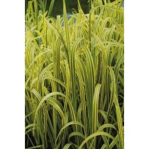 Spraglet Kjempeste gress  (Glyceria Maxima Variegata)