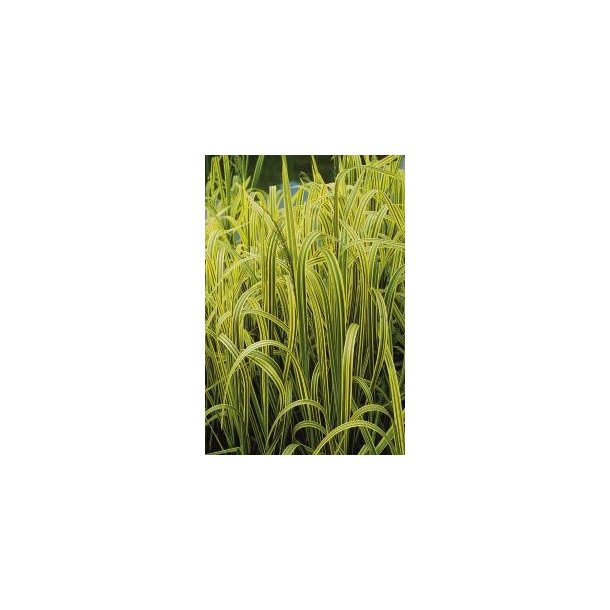 Spraglet Kjempeste gress  (Glyceria Maxima Variegata)