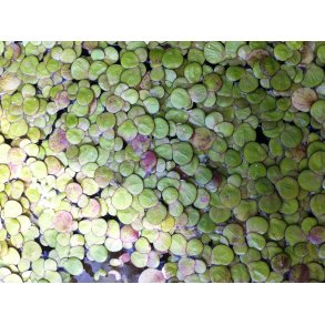 Stor andemat (Spirodela polyrhiza) 