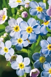 Sumpforglemmegei (Myosotis palustris)