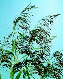 Vannplante Takror (Phragmites australis) / NB . Ikke for dam med folie 