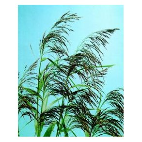 Vannplante Takror (Phragmites australis) / NB . Ikke for dam med folie 