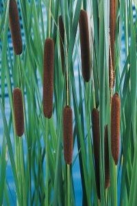 Sivplante Dunkjevle / Typha laxmannii