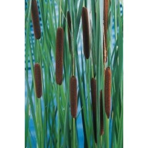 Dunkjevle / Typha laxmannii