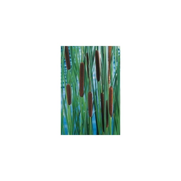 Dunkjevle / Typha laxmannii