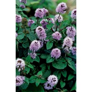 Vannmynte (Mentha aquatica)