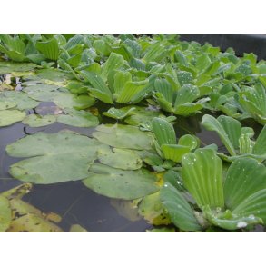 Vannsalat (Pistia stratiotes (Tropisk))