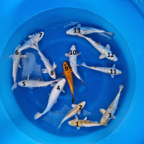 Yamasan mix  2-�ringer 30-35cm